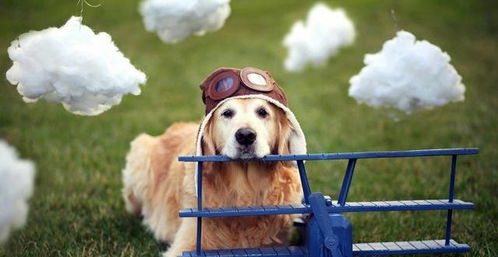 为什么属猴和狗的生肖会相冲，它们之间究竟有何冲突之处？