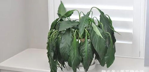 植物突然枯萎风水好不好,植物突然枯萎风水上怎样扔掉好
