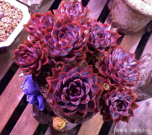 生肖命理解析：为何属鼠者最易遇到血色玫瑰？
