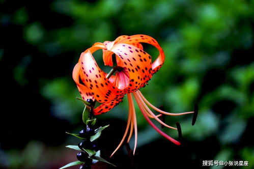 柳暗花明指的是哪个生肖？这个生肖答案有何寓意？