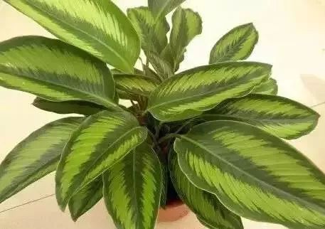救命！紫背竹芋养护指南