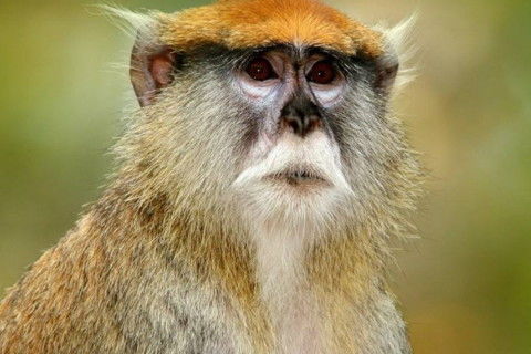 本身就是猴子啦！猴子性格有点神秘又炎热爱玩耍……