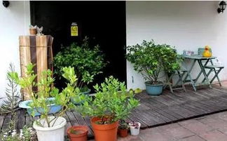 绿色植物的奥秘