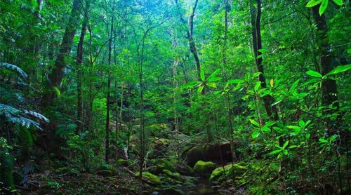 当热带雨林变成蚊子自助餐厅：我的马来西亚惊魂记