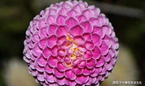 干花摆放位置会影响风水吗？属兔家庭适合放干花吗？