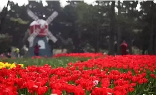 除了堪花还嫩干啥？瞎折腾呗！