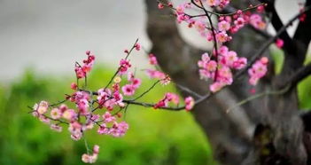#噪声# 水系贯穿四景交融（读者请自行忽略）