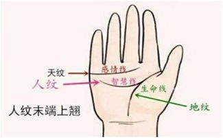 手相纹路图和对照图分别是什么？