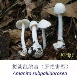 已婚女人梦见捡野生蘑菇：因金钱之事与他人间纠缠颇多
