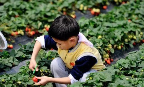 襄阳草莓园的血泪史：那些被宰的冤大头们