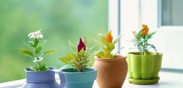 植物杀手速进！把仙人掌都养死的看这里