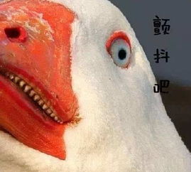 选E、 公鸡