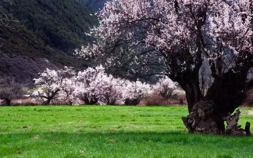 春意盎然中江桃花海，你准备好迎接了吗？
