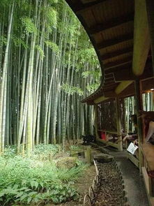 庭院竹林建筑风水禁忌,庭院竹景