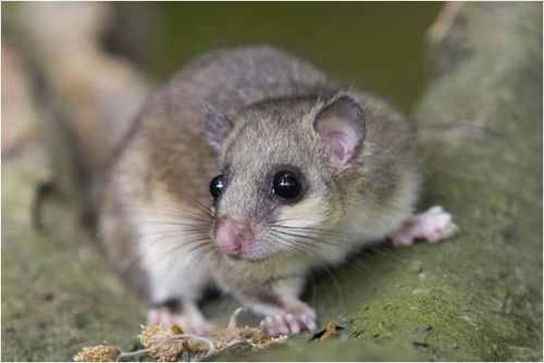 2025年和2026年属鼠的人，那两年会发生什么重大事件？