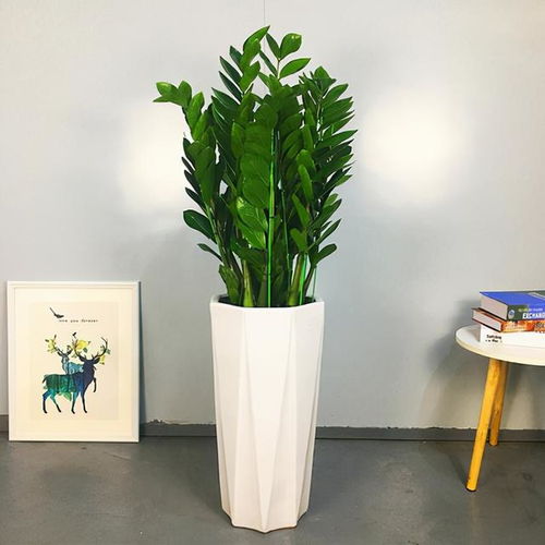 属虎的人:生机勃勃靠绿色