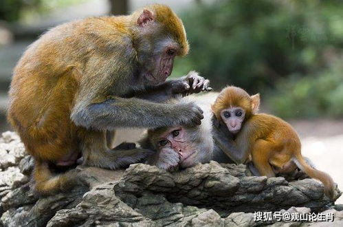 2026年属猴的人会有哪些三喜，他们的性格特点是什么？