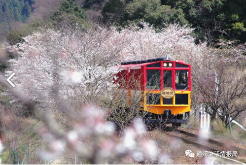 京都：嵯峨野小火车会吃人？