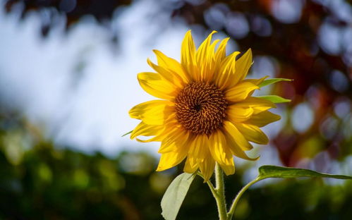 白羊座：阳光下的向日葵，回家变霸王龙