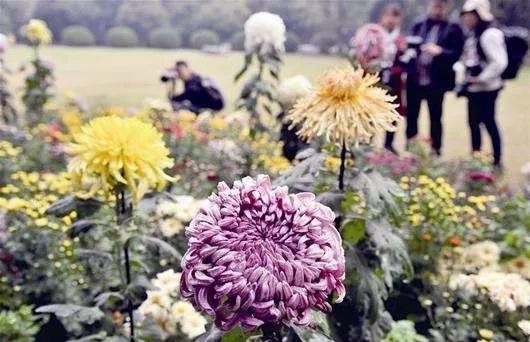 九月初九重阳节：登高赏菊，传统佳节传承千年