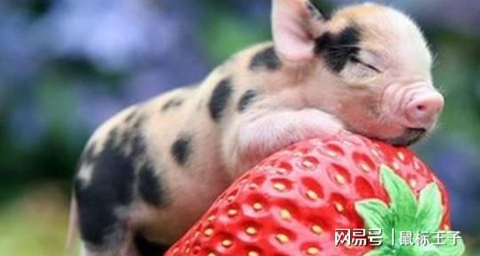 七月一号属猪和属牛的母女财运如何？