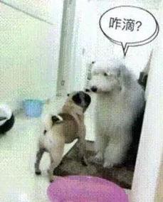 风水阴阳之争？