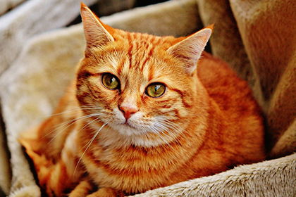 风水学：猫咪是财神爷的私生子？