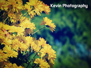 重阳节究竟是为了纪念哪位历史人物或事件而设立的呢？