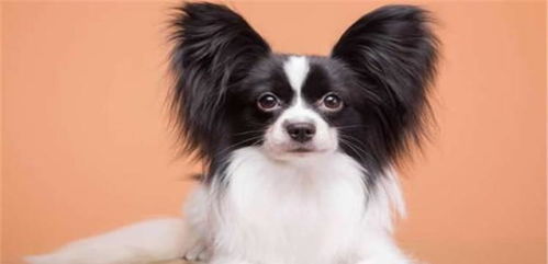 先从网上最火的烈性犬说起吧：罗威纳——属鼠人碰不得!