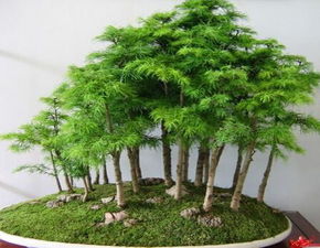 植物：放在財位的绿色小精灵