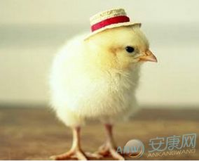 二、把马元素偷偷掺进去——这是因为马也很牛逼！