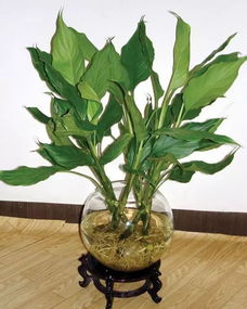 第四节：水火既济，湿度调节中的阴阳平衡