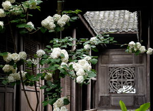 杭州别墅庭院设计公司Zui好的,杭州别墅庭院风水设计