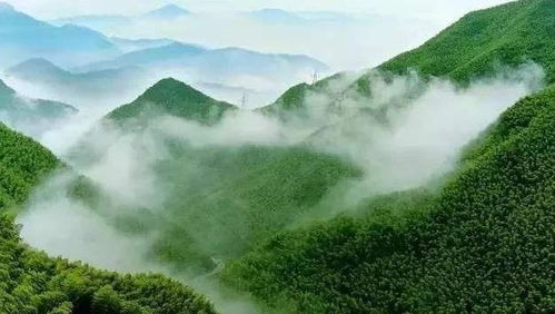 安吉旅游的惊天黑幕：竹海背后的肮脏交易