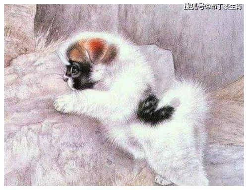 生肖狗：稳扎稳打， 积累式增长成就财富自由