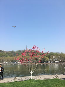 翠洲：慢悠悠散步的好地方（前提是你没被踩脚！）