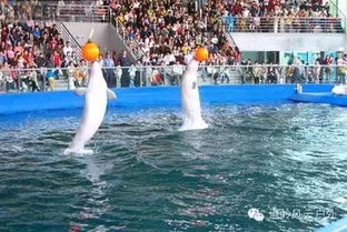 考古现场！90年代顶流如何沦为