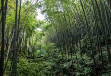 美食探险——吃遍溪谷味道