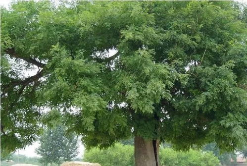 震惊！你家门口的槐树正在偷偷吸走财运？2026年黄历揭秘！