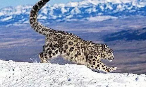 雪豹母子：大自然的馈赠与抖音的点赞