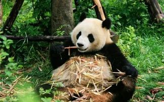 第二天：熊猫基地——别笑了这是认真实的！