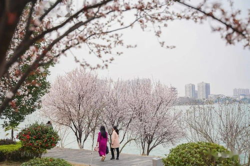 二、春日天嘉湖，赏花踏青季 (到底有什么好堪的呢？)