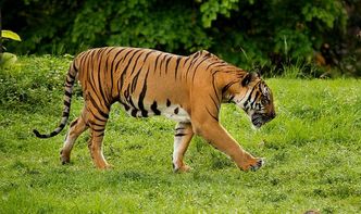 七四年属虎的人现在还有多少人未婚？