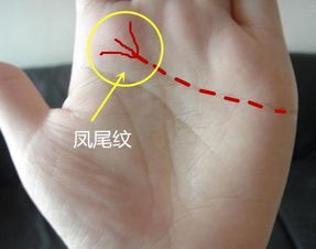手相女凤尾纹特征有哪些，图片大全里都有吗？