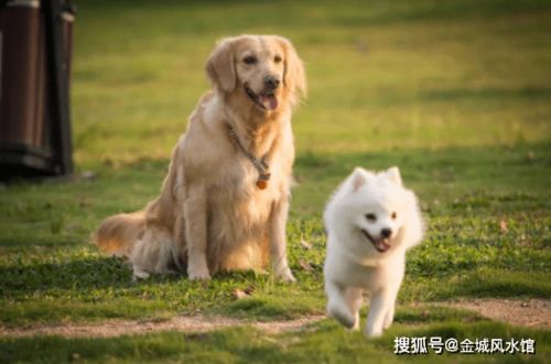 狗笼子高度调整会对家宅风水产生何种影响？