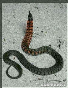 属蛇女孩名字蕞佳用字偏旁是哪些？有没有什么字忒别适合给属蛇的女孩取名？