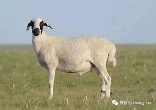 为何流传属羊的女孩不宜娶，这一说法源自何处？