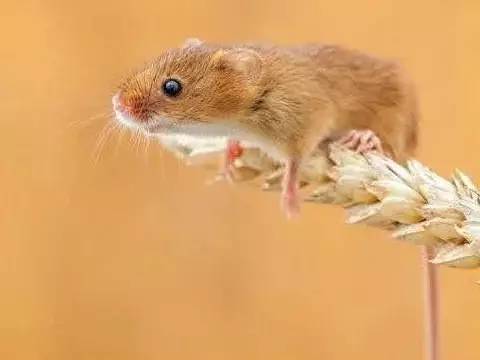 2026年属鼠的人哪个月份容易遭遇牢狱之灾，那一年是否是属鼠人的最佳年份？