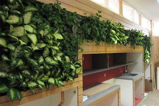 室内植物摆放风水,室内植物摆放位置风水