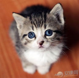 梦见猫对孕妇有什么特殊预兆或周公解梦认为孕妇梦到猫意味着什么？